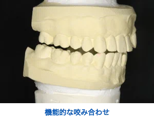 機能的な咬み合わせ